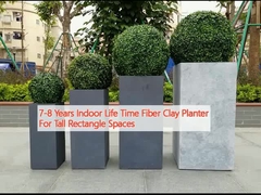 7-8 năm Thời gian sống trong nhà Cây trồng bằng sợi đất sét cho không gian hình chữ nhật cao