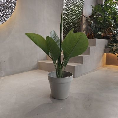 Mua Vibrant Eco Friendly Plastic Garden Pots Không thấm nước 250*175*230MM online manufacture