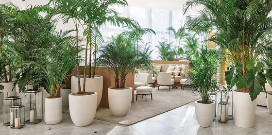 Nước chống thấm thủy tinh sợi nồi hoa nhựa FRP cây nồi cho trang trí