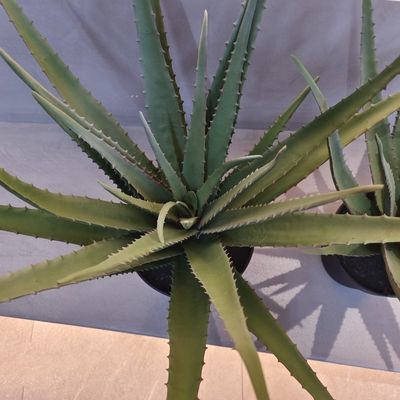Cây Aloe nhựa giống như cuộc sống trong nhà ngoài trời nhân tạo Aloe Vera trang trí cây xanh giả