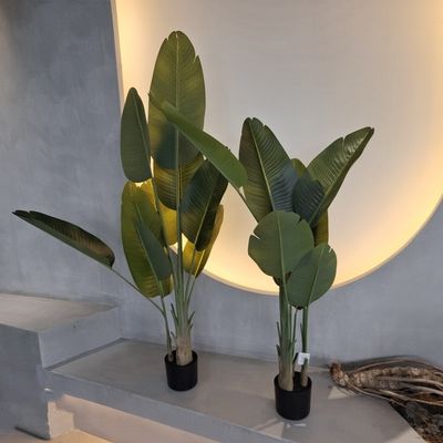 Cây chuối trong nhà thực tế cho nhà và văn phòng trang trí lâu dài bảo trì thấp