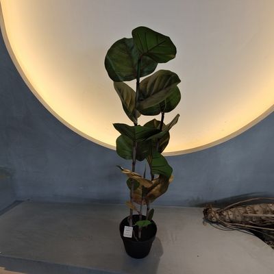 Cây Coccoloba nhân tạo 100cm chống tia UV