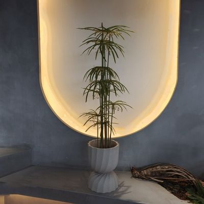 Cây Graptopetalum nhân tạo